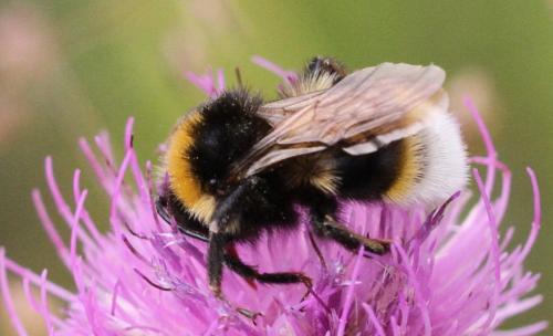 Bombus vestalis